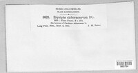 Golovinomyces cichoracearum image